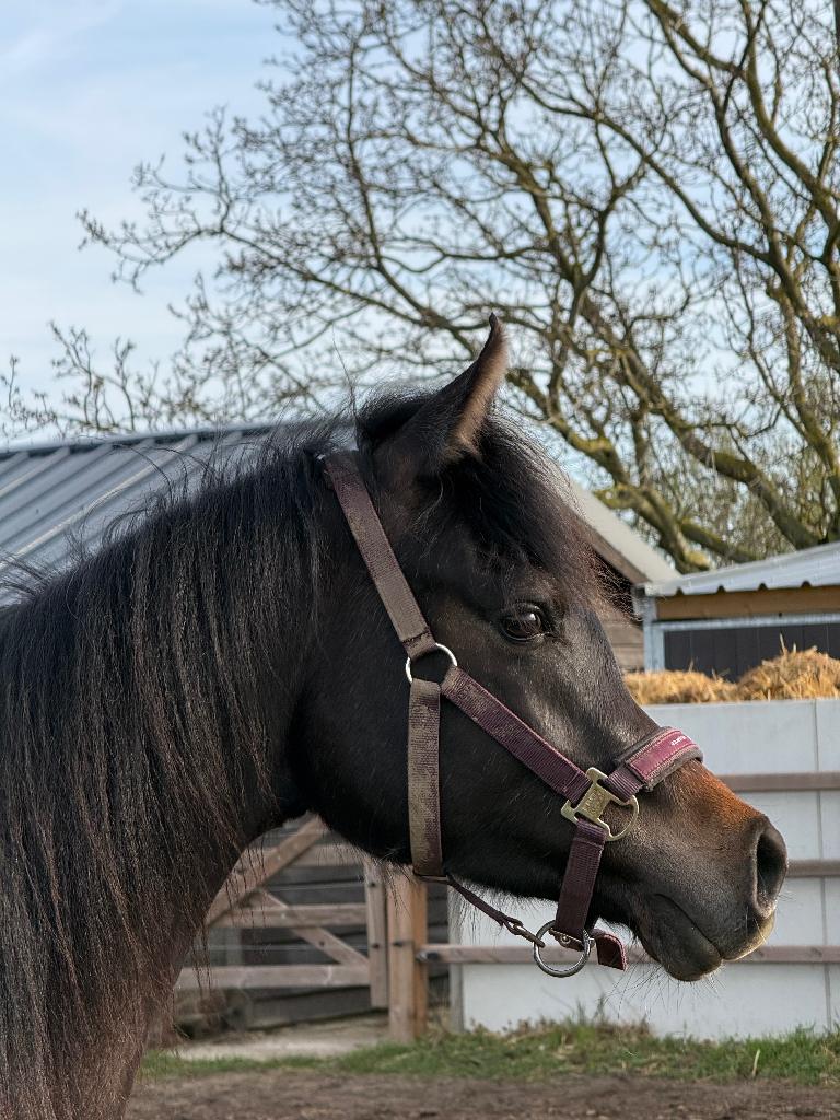Lieve schimmel Arabische volbloed ruin, Dieren en Toebehoren, Paarden, Ruin, Onbeleerd, Minder dan 160 cm, 0 tot 2 jaar, Recreatiepaard
