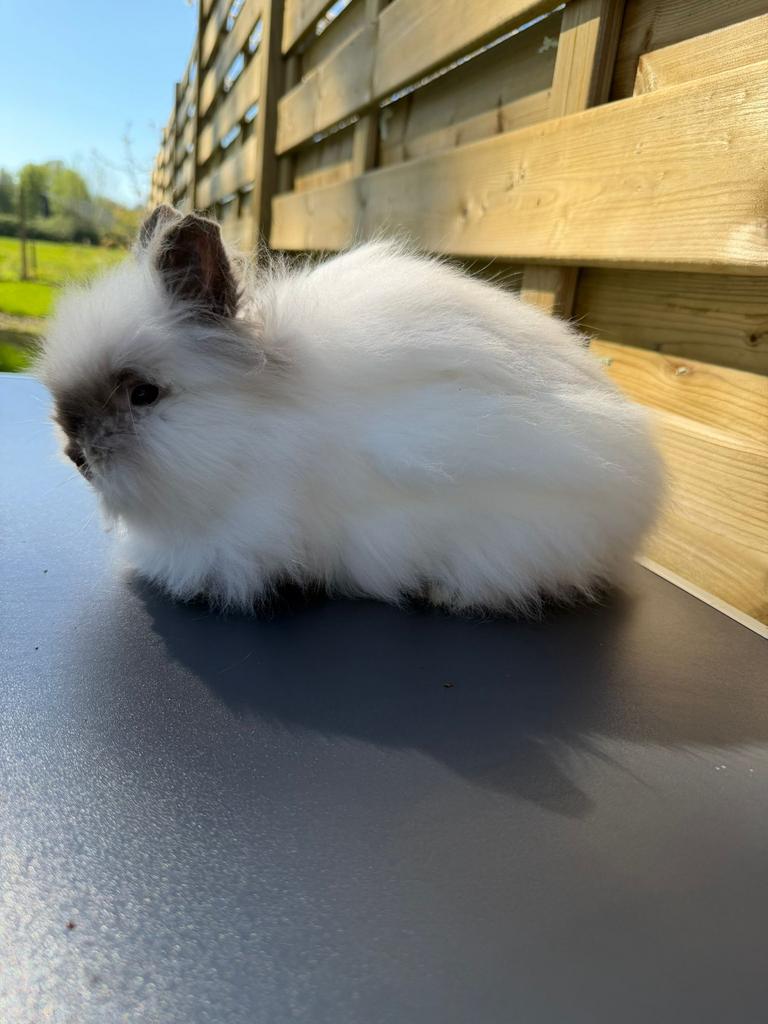 Teddydwerg ram, Dieren en Toebehoren, Mannelijk, Dwerg, Hangoor, 0 tot 2 jaar