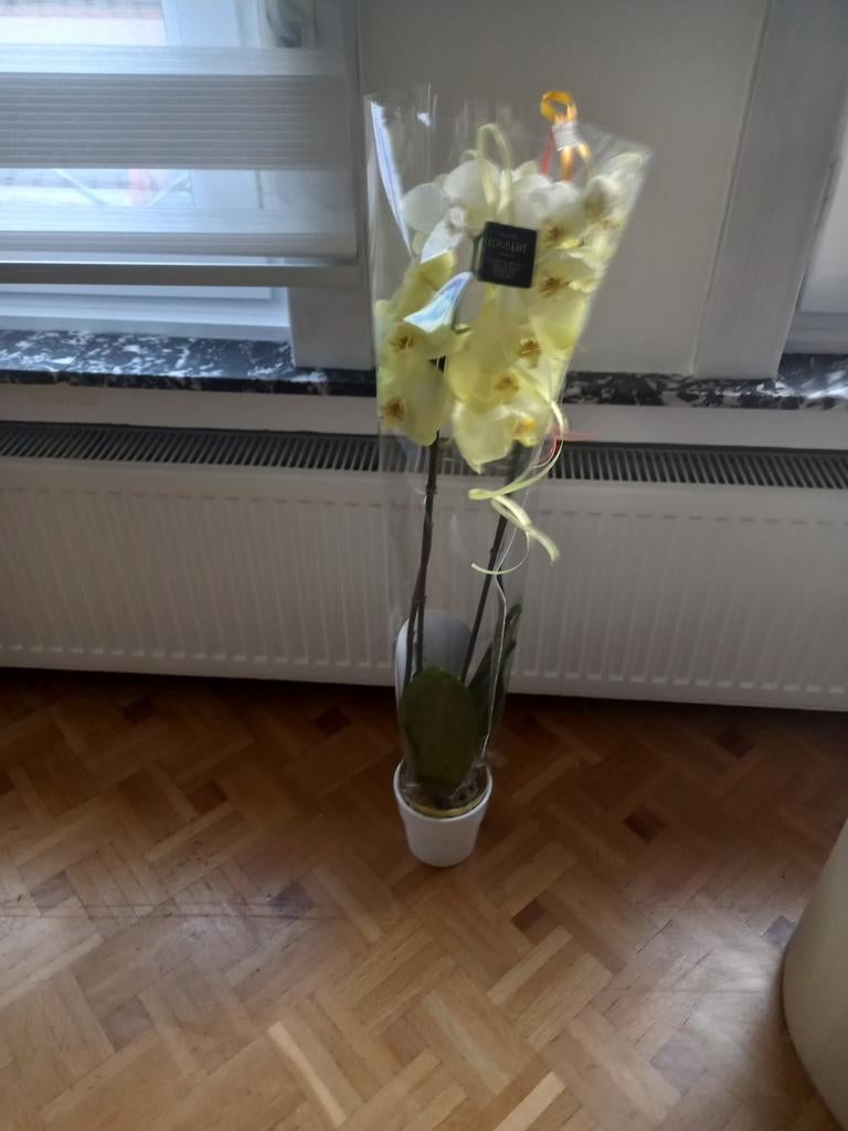 Orchidee, Ophalen