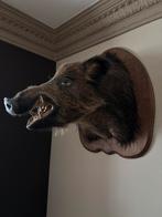 Tête de sanglier en peluche — trophée de chasse/taxidermie, Enlèvement, Comme neuf