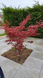 Japanse esdoorn, liefst uit te graven door koper., Tuin en Terras, Planten | Bomen, Ophalen, 100 tot 250 cm
