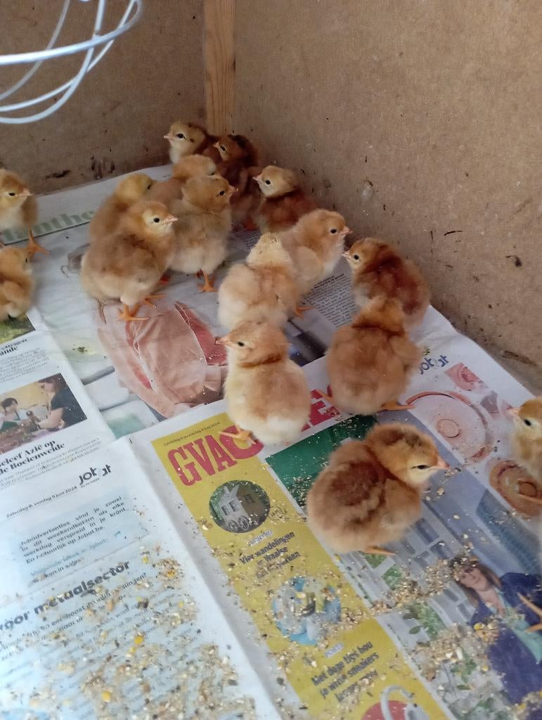 18 kuikens van legkippen, Dieren en Toebehoren, Pluimvee, Geslacht onbekend, Kip