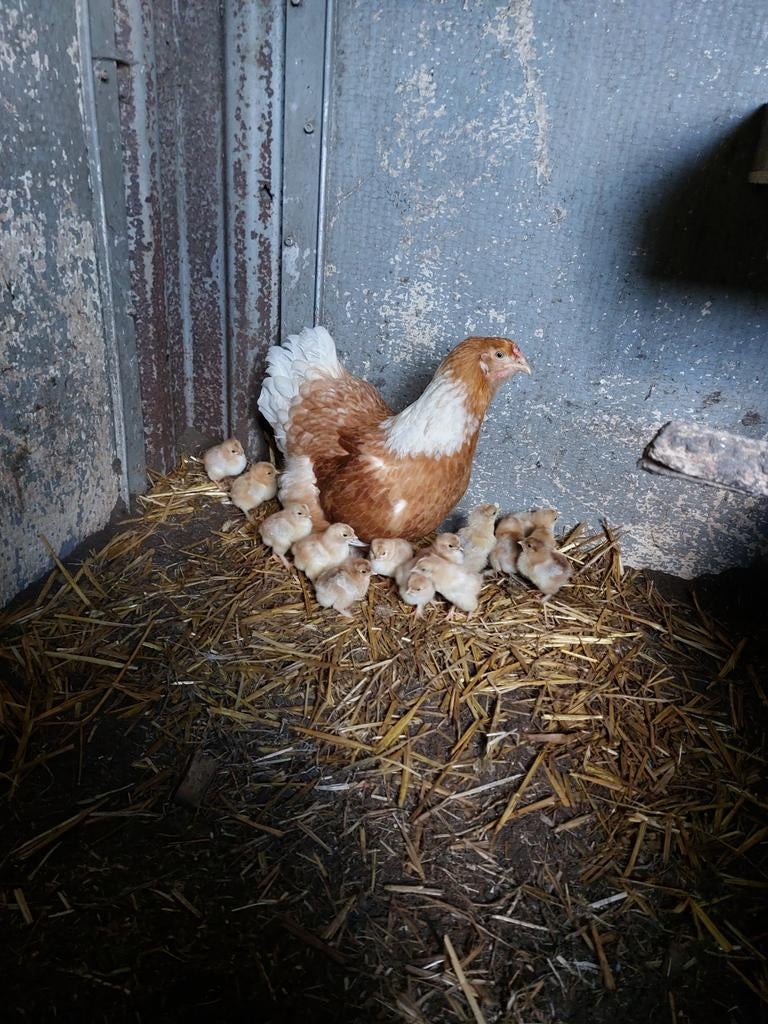Kloek met kuikens, Meerdere dieren, Kip