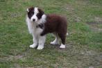 Border collie pups, chocolate-white, nog 2 reutjes, Chien (mâle), Hépatite contagieuse (maladie de Rubarth), Belgique, Colley
