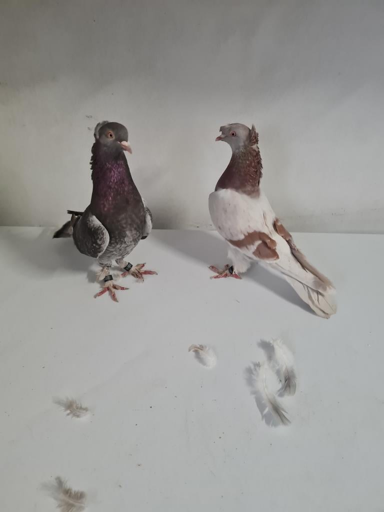 Takla duif per stuk 40 euro, Meerdere dieren, Tortelduif