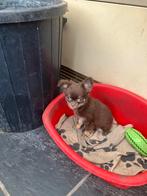 Te koop mooie chihuahua tel 0476962115, België, Fokker | Hobbymatig, Reu, 8 tot 15 weken