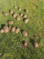 Griekse Klokschildpadjes, Dieren en Toebehoren, Schildpad, 3 tot 6 jaar