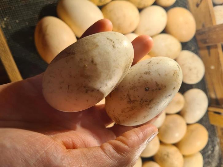 Broedeieren Indische loopeend, Dieren en Toebehoren, Pluimvee, Eend