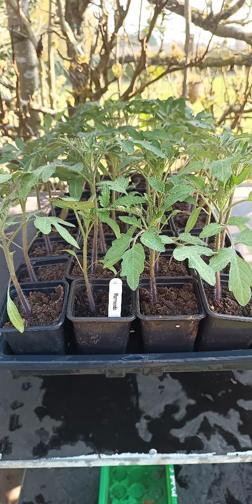 tomatenplanten Marmande tomaten, Tuin en Terras, Planten | Tuinplanten, Eenjarig, Groenteplanten, Halfschaduw, Zomer, Ophalen