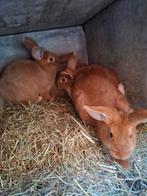 Vale van borgoundie 11 weken oud