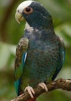 Pionus(sen) gezocht / ruil / koop, Vrouwelijk, Papegaai, Geringd