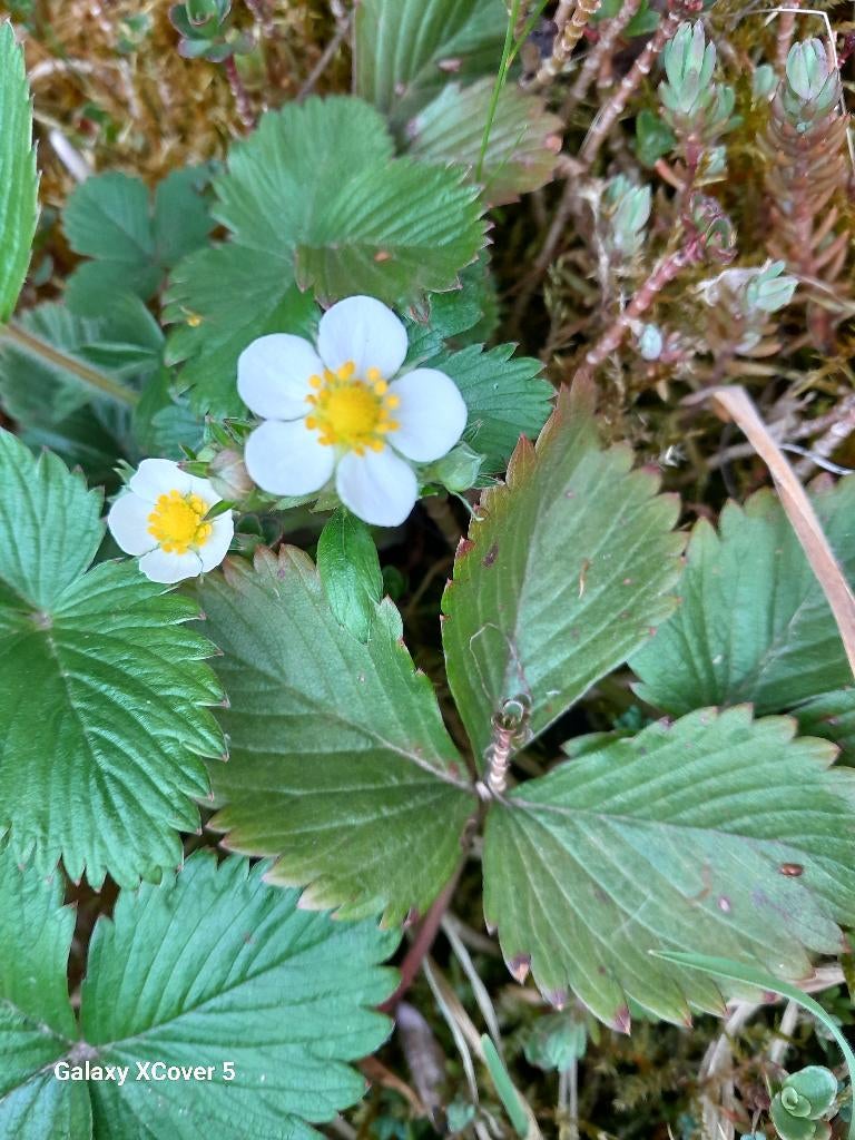 20 Fragaria viridis, groene aardbei, romige aardbei p9, Tuin en Terras, Planten | Tuinplanten, Vaste plant, Fruitplanten, Volle zon