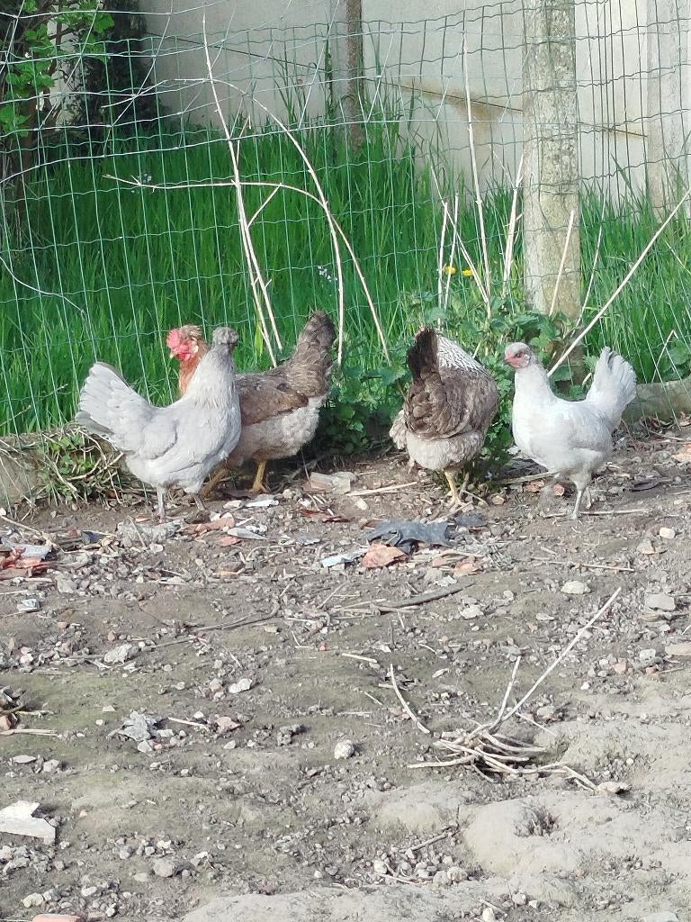 Kippen toom, Dieren en Toebehoren, Pluimvee