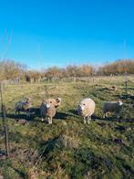 lammeren, Dieren en Toebehoren, Schapen, Geiten en Varkens, Meerdere dieren, Schaap, 0 tot 2 jaar