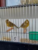 Kanaries, Dieren en Toebehoren