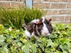 Cavia beertjes, Dieren en Toebehoren, Knaagdieren, Februari, Mannelijk, Cavia