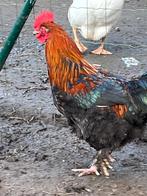 Marans zwart koperhals, Meerdere dieren, Kip