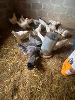 Paaskippen (leghennen), Dieren en Toebehoren, Pluimvee, Vrouwelijk, Kip