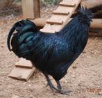 Hanen Ayam Cemani, Dieren en Toebehoren, Mannelijk, Kip
