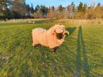Walliser schwarznase ram, Dieren en Toebehoren, Schapen, Geiten en Varkens, Mannelijk, Schaap, 0 tot 2 jaar