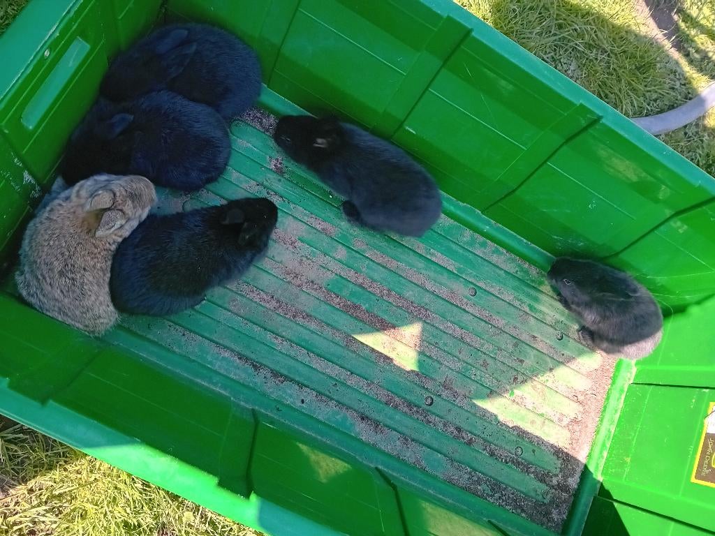 VleesKonijnen, Animaux & Accessoires, Lapins, Grand, Sexe inconnu, 0 à 2 ans