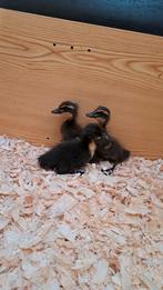 indische loopeend kuikens, Sexe inconnu, Canard