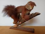Taxidermie eekhoorn op tak, Enlèvement