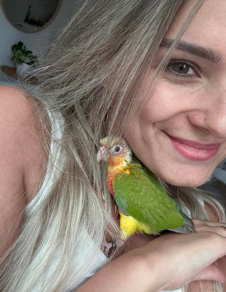 Pyrrhura Molinae Pineapple split lutino, Animaux & Accessoires, Oiseaux | Perruches & Perroquets