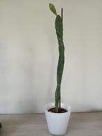 Gezonde schijfcactus, meer dan 50 cm groot., Huis en Inrichting, Kamerplanten, Ophalen, Cactus, Minder dan 100 cm