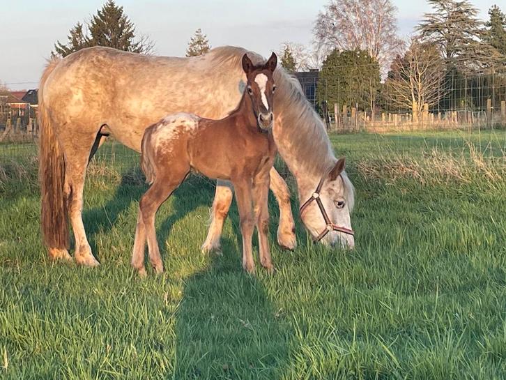 Prachtig appaloosa merrieveulen, Animaux & Accessoires, Chevaux