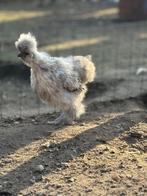 Zijdehoen hanen, Dieren en Toebehoren, Pluimvee, Mannelijk, Kip
