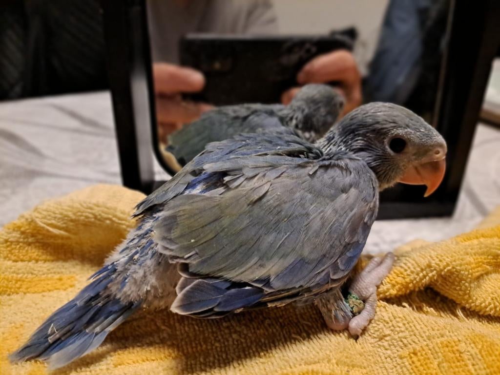 Halsband parkiet, Dieren en Toebehoren, Parkiet, Tam