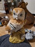 Uil, Ophalen, Nieuw, Dier