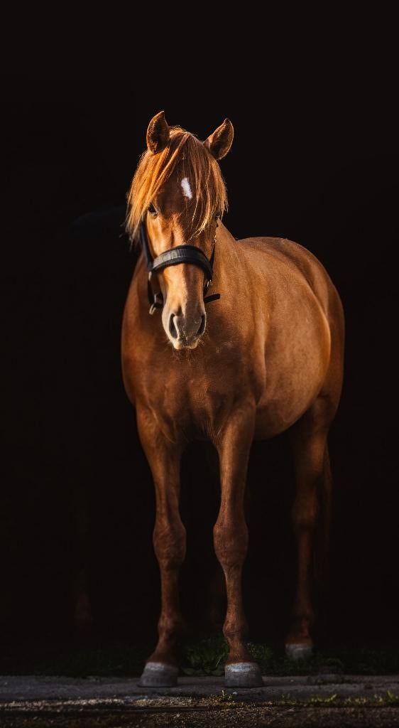 4 jarige gouden hengst, Minder dan 160 cm, Met stamboom, Hengst, 3 tot 6 jaar