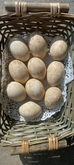Broedeieren gans, Dieren en Toebehoren, Pluimvee