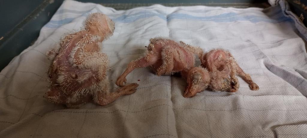 Jonge kerkuilen, Geslacht onbekend, Roofvogel, Geringd