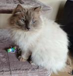 Dekkater Ragdoll Lilac Point (Ter dekking aangeboden), Dieren en Toebehoren, 3 tot 5 jaar
