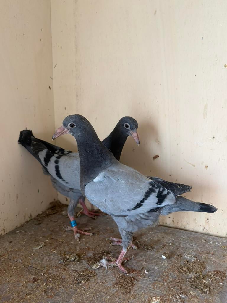 Jonge postduif 2026, Postduif