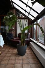 Strelitzia met pot, Maison & Meubles, Enlèvement