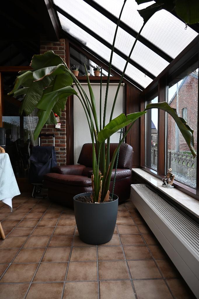 Strelitzia met pot, Maison & Meubles, Plantes d'intérieur, Enlèvement
