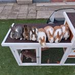 Dwergkonijn, Plusieurs animaux, Nain, 0 à 2 ans