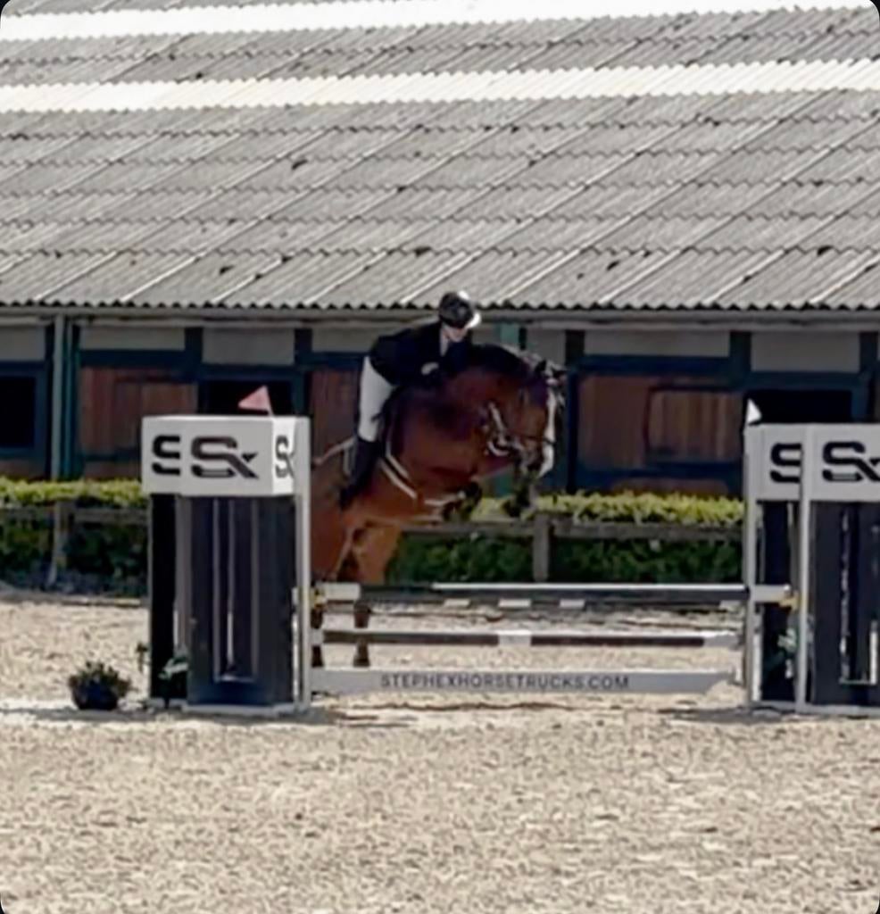 5 jarig springpaard, Dieren en Toebehoren, Springpaard, Ruin, 3 tot 6 jaar, 165 tot 170 cm