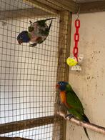Lori des Blue Mountains, Animaux & Accessoires, Oiseaux | Perruches & Perroquets, Bagué