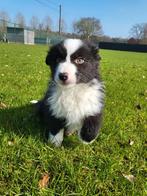 Chiots de berger australien/Chiot aussi/Berger australien, Animaux & Accessoires, Plusieurs, Hépatite contagieuse (maladie de Rubarth)