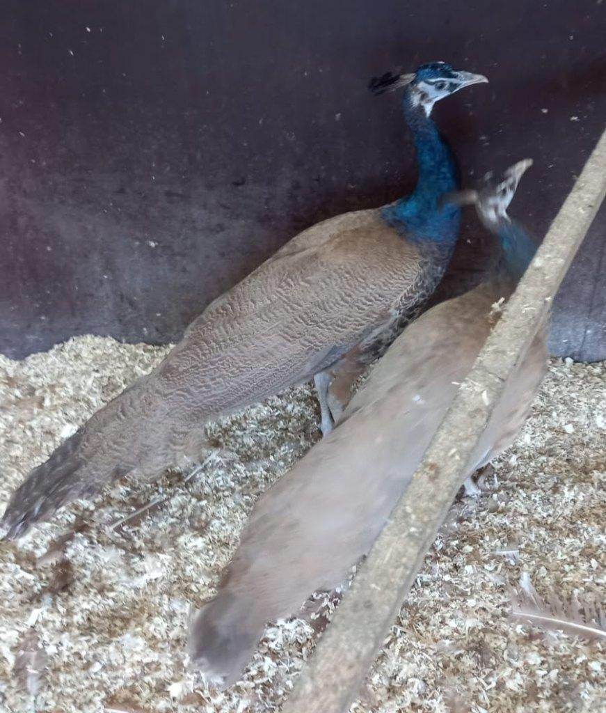 Pauwen ( violet ), Dieren en Toebehoren, Pluimvee, Overige soorten, Meerdere dieren