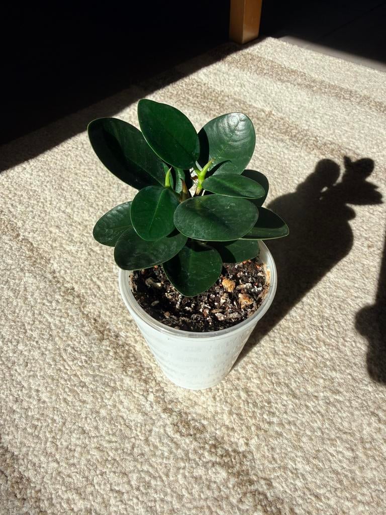 Ficus microcarpa “Panda”, Huis en Inrichting, Kamerplanten, Ophalen of Verzenden, Ficus