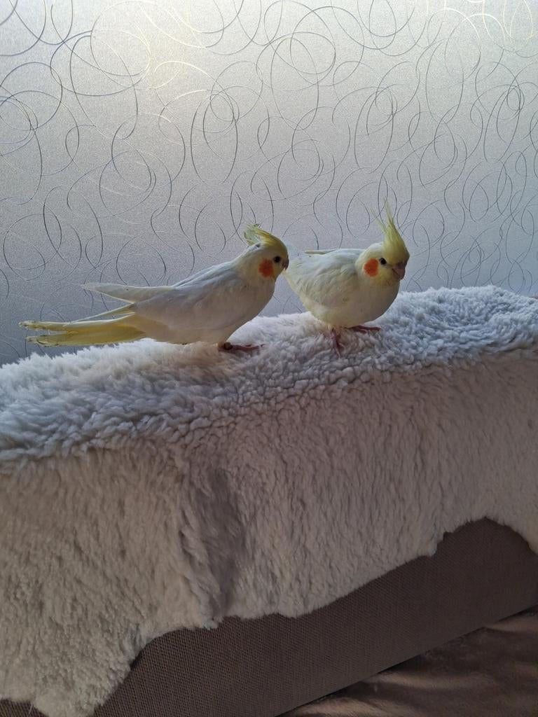 Hand tamme valkparkieten, Dieren en Toebehoren