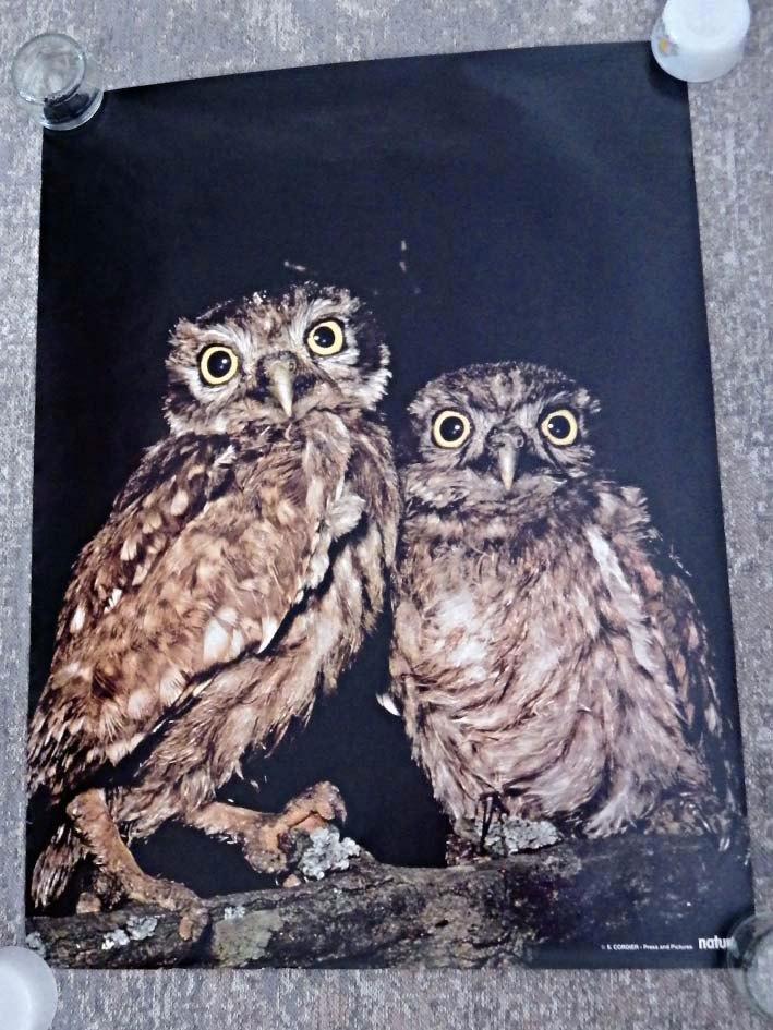 Vintage NATURA Fotoprintposters: 4 stuks, Huis en Inrichting, Woonaccessoires | Schilderijen, Tekeningen en Foto's, Zo goed als nieuw