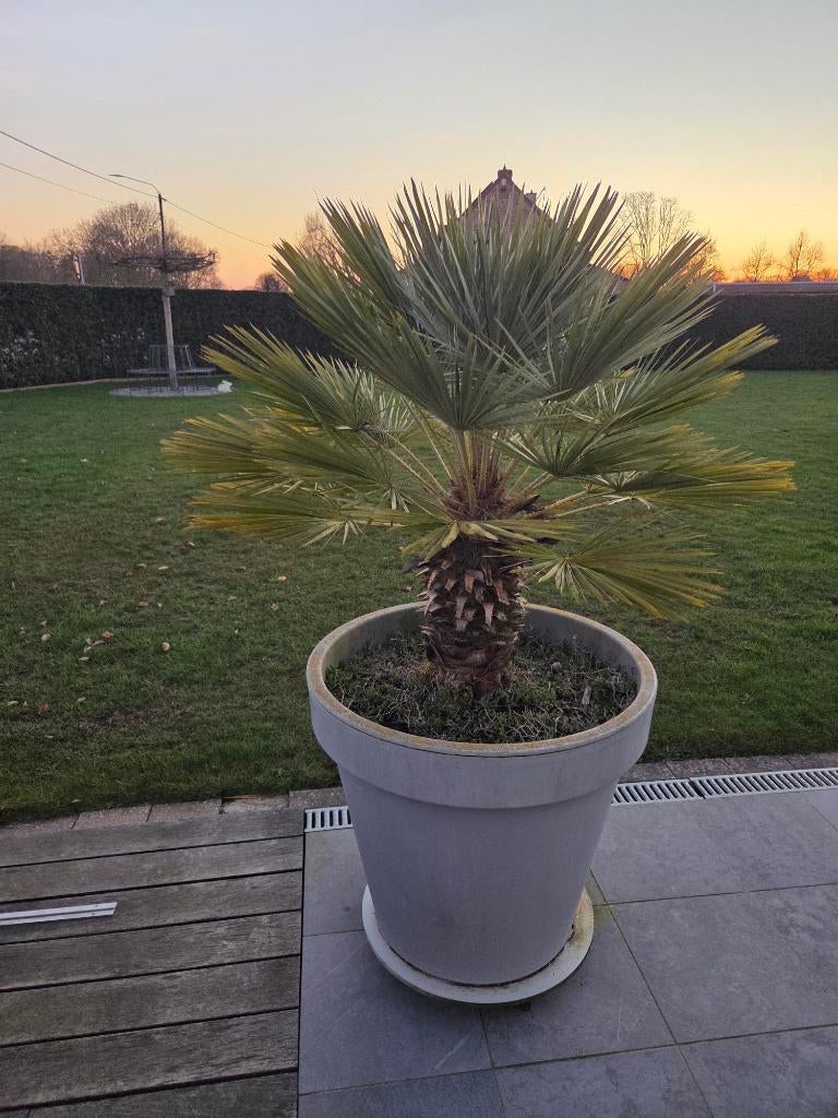 Palmboom, Jardin & Terrasse, Plantes | Jardin, Enlèvement, Plante fixe, Autres espèces, Plein soleil