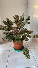 Calanthea makoyana kamerplant, Huis en Inrichting, Kamerplanten, Ophalen